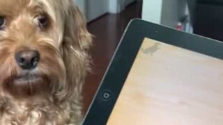 Cette chienne devient folle lorsqu'elle joue sur la tablette