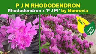 P J M RHODODENDRON | Rhododendron x 'P J M ' By Monrovia