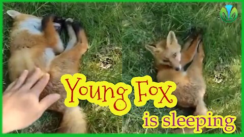 Found a sleeping young fox: