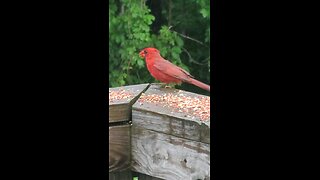 Northern Cardinal 8th bird 🐦