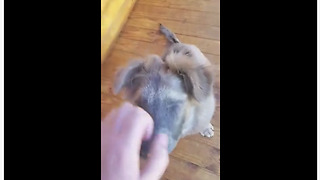 Blind puppy learns variety of tricks