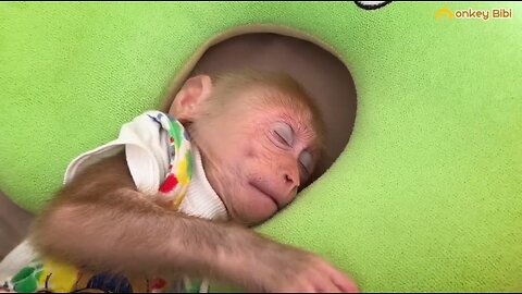 sleeping monkey fun