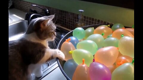 Funny Cats play with water balloons