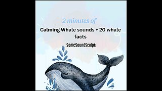 2 minutes of calming whale sounds.