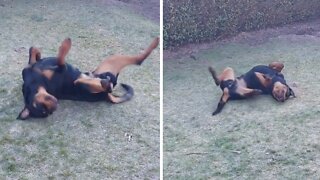 Playful pup has so much fun rolling in the grass