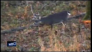 Two Waupaca County deer found with chronic wasting disease