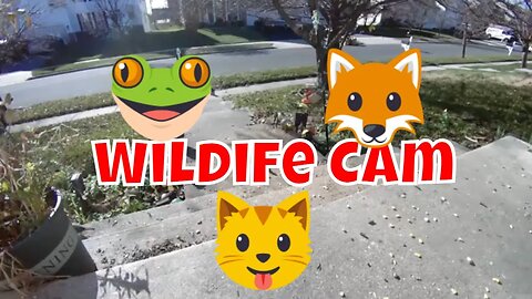 Wildlife And Nature Live Camera 📹