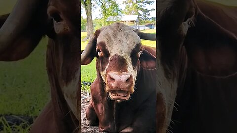 A quiet moment with Ol' Billy. 🐂 #thedenmanhomestead #bull