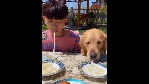 Smart dog, dog eats noodles so fast,funny funny