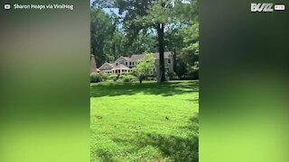 Une jeune femme perd le contrôle sur une tyrolienne et s'écrase contre un arbre.