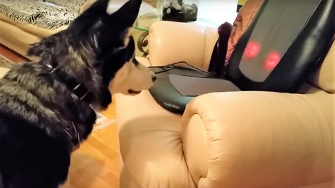 Funny Husky Dog Scared by a Massage Cushion
