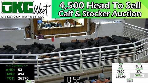 11/15/2022 - OKC West Calf and Stocker Auction