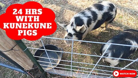 24 hrs with kunekune pigs