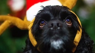 Dog performs series of Holiday-inspired tricks