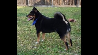 Protecting the Backyard