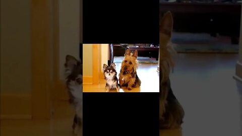 Girls Who Pooped in The Kitchen? Sunny? #shorts #cats #dogs #funny #like #subscribe