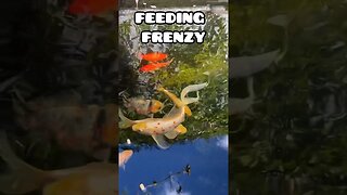 GOLDFISH FEEDING FRENZY #fancygoldfish #aquarium #pondfish #goldfishtank #oranda #feedingfish