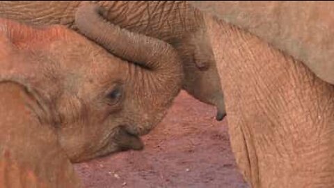 Påfunnene til baby elefanter
