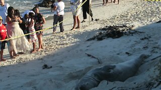 SOUTH AFRICA - Cape Town - Buffel the Southern Elephant seal on Fish Hoek Beach (FjF)