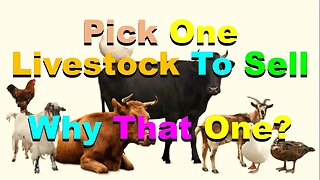 No. 968 – Pick One Livestock To Sell – Why That One