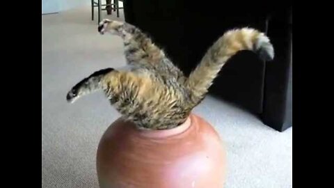 Cats are unstoppable! Compilation of funny videos with cats for a good mood!