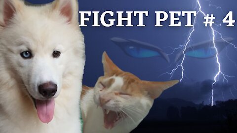 ✅🐶(FIGHT Dog & Cat #4) Gatinho implica com uma Husky - [PETS BRAGA]🐱💖 # SHORT