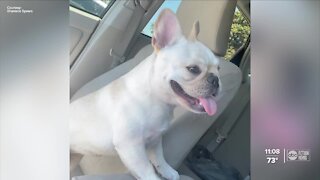 Video shows woman taking a French bulldog from a shopping plaza
