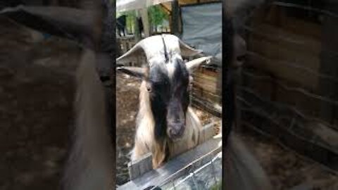 watch this goat headbanging to some metal music