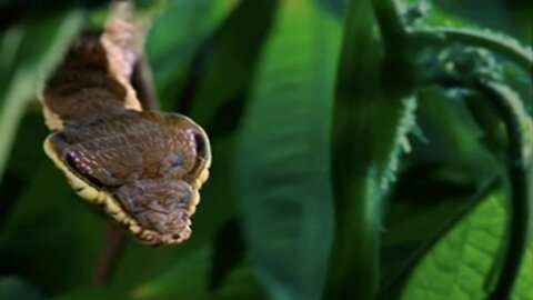 Caterpillar impersonates snake! very amazing