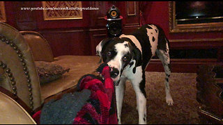 Funny Great Dane Loves To Shake His Blanket