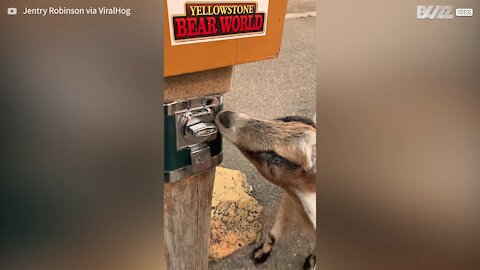 Clever goat uses coin-operated food dispenser