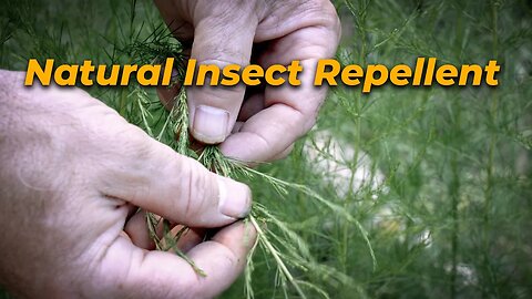 Using Nature To Repel Insects