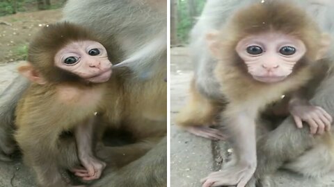 little baby monkey stops breastfeeding because he is curious about the camera