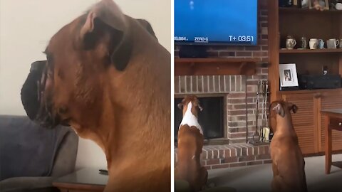 Boxers Enthusiastically Watch Space Mission On Tv