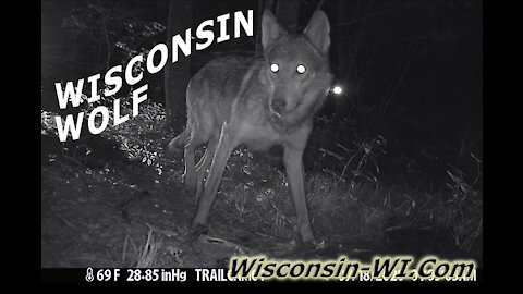 Wisconsin Wolf Trail Camera VIDEO Multiple Angles - Landman Realty LLC