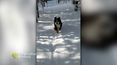 Full speed through a snowy trail near Durham, ON