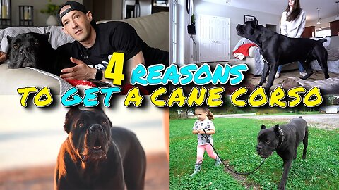 4 Reasons To Consider Getting a Cane Corso