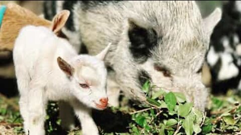 Des cochons géants font du goat yoga