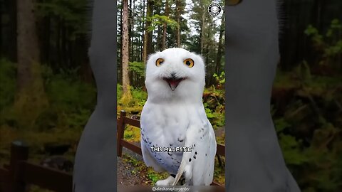 Snowy Owl 🦉 From Hogwarts to the Arctic!