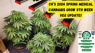 CR's 2024 Spring Growing Season - Tier 1 Tester plants 5th Week Veg Stage Update!!