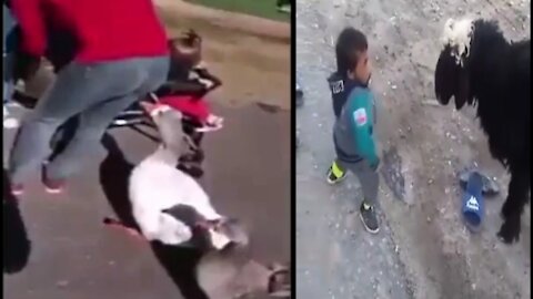 Look How The Little Boy Fight With The Goat