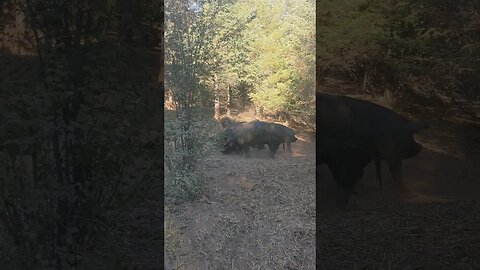 One of my sows is going back into heat and driving the boars crazy. Piglets or bratwurst?