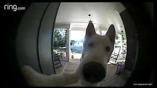 My crazy white husky in action