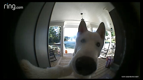 My crazy white husky in action