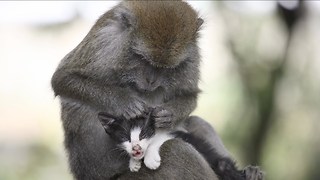 Monkey Adopts Kitten