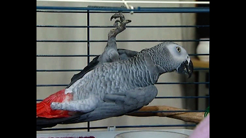 Parrot Gets False Leg