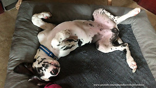 Silly puppy enjoys sleeping upside down