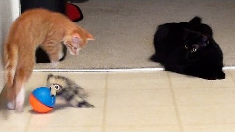 A Kitten A Cat & A Weasel Ball