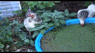 chickens and azolla.wmv