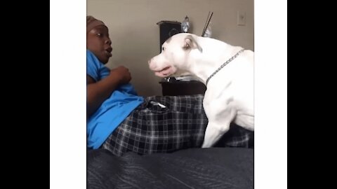 Rumbel _ educational videos : Must watch : Pitbull attack his owner ,why ? what you should do !! part 2